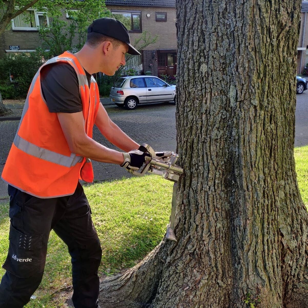 Foto van een medewerker die een boom injecteert met een vaccinatie