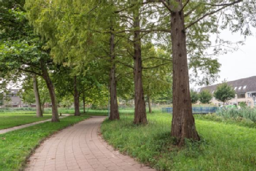 bomen drevenbuurt