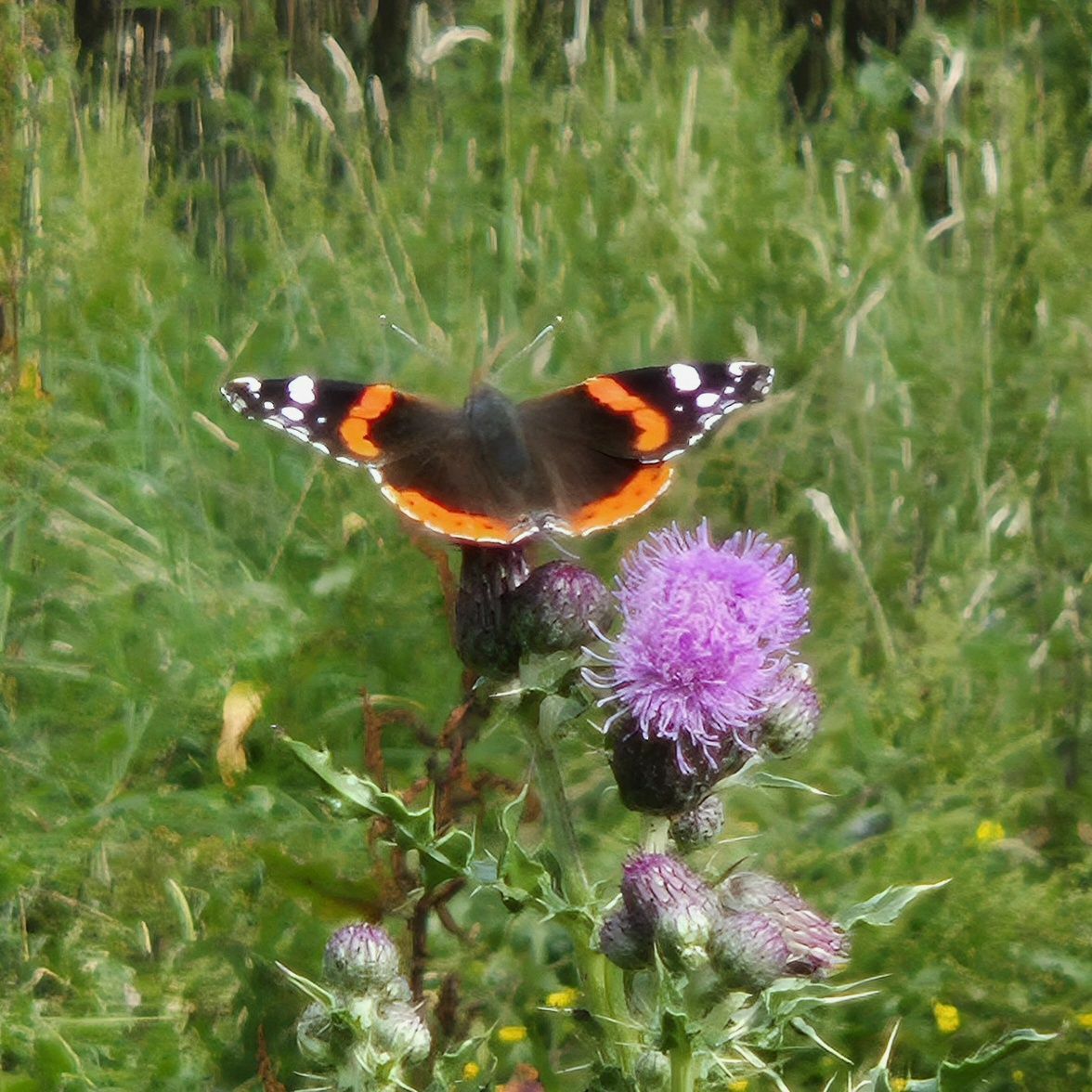 Illustrerende foto bij het artikel over de vlindeidylle