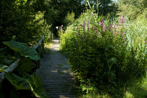 Bruggetje in de Heemtuin Westwijk